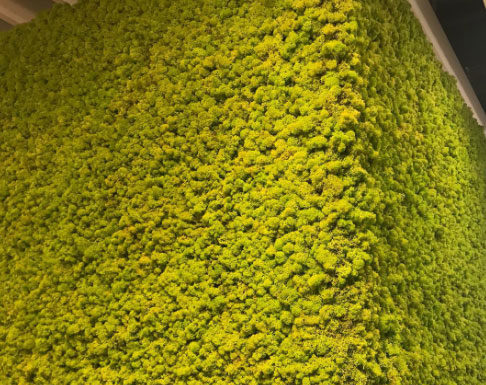 Las w pokoju - co potrafi mech chrobotek?