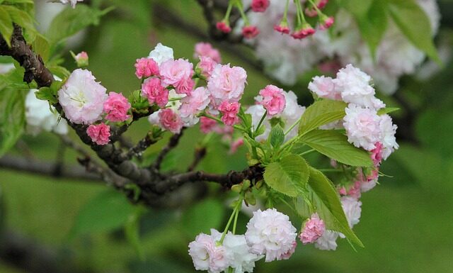Jaka jest żywotność baterii w samochodach hybrydowych?