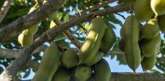 Gdzie jest produkowany Austral? Gdzie jest produkowany Austral?