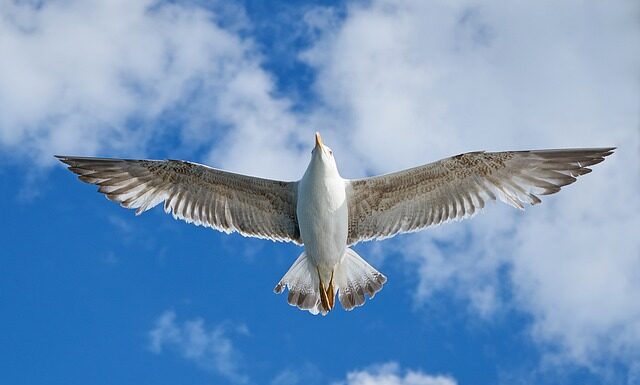 Czy VW T-ROC to dobry samochód?