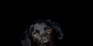 Dlaczego hybryda nie może ciągnąć przyczepy? Dlaczego hybryda nie może ciągnąć przyczepy?