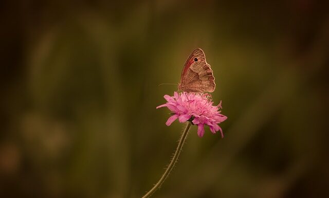 Jak zatrzymać rdzę w samochodzie?