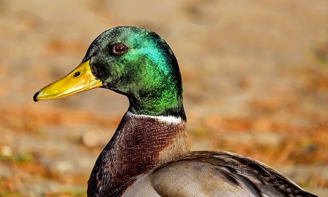 Jakie busy są dobre?