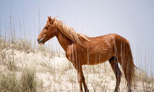 Ile osób w Polsce ma Mustanga?