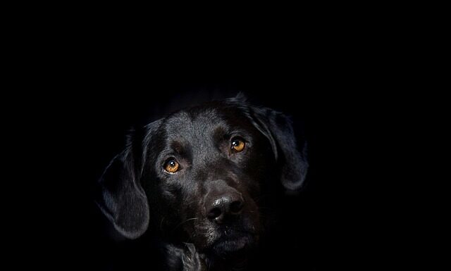 Na czym polega hybryda w Suzuki?