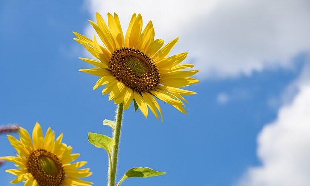 Ile pokoi dla 4 osobowej rodziny?