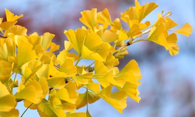 Czy na szkółce policyjnej dostaje się pieniądze?