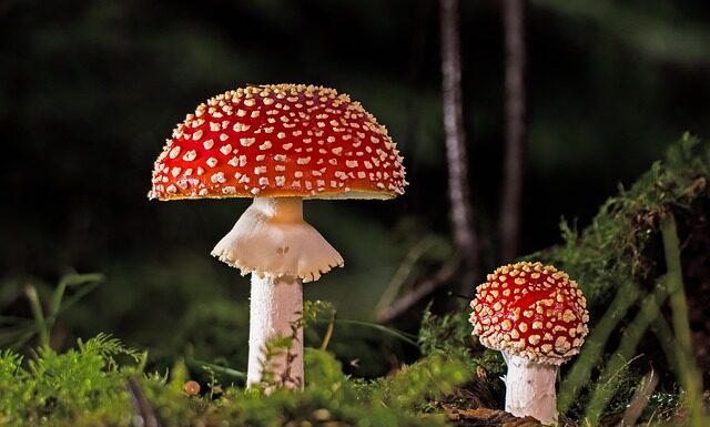 Ile stopni w domu żeby nie było grzyba?