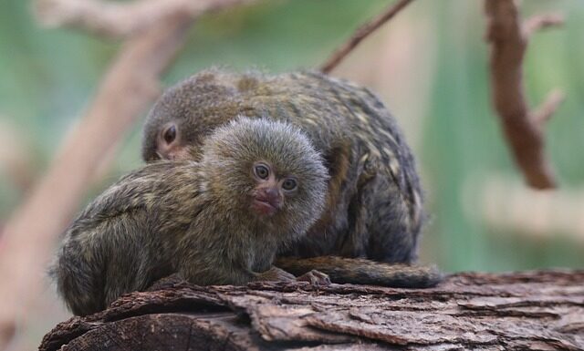 Jaka jest najmniejsza pralka?