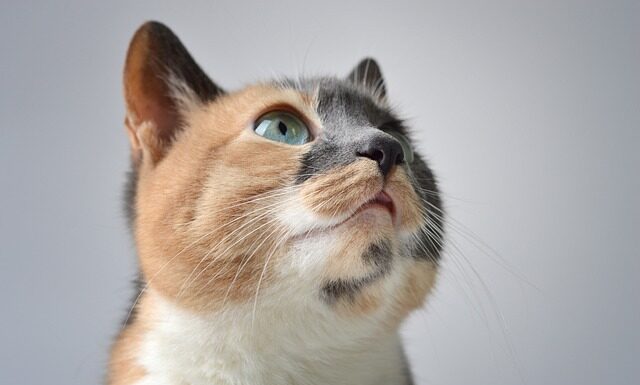 Co lepsze perkal czy satyna?