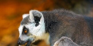 O której godzinie przestają gryźć komary?