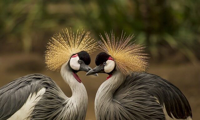 Jak się nazywa nakrycie Glowy w Katarze?
