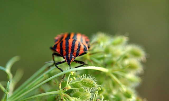 Skąd się biorą pluskwy łóżkowe?