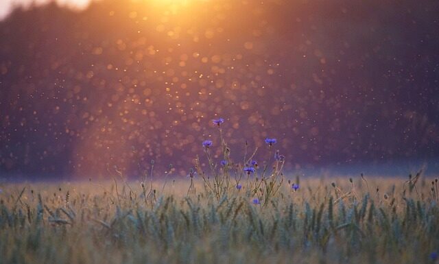 Co na komary dla dzieci domowe sposoby?