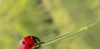 Jak zrobić samemu pomocnik kuchenny?