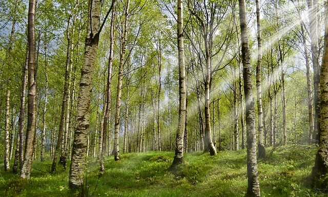 Co zrobić gdy dziecko ma kleszcza?