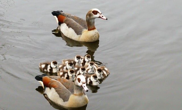 Co to jest egipska bawełna?