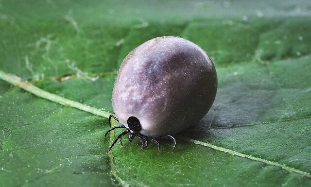 Jak wygląda rumień po ukąszeniu owada?
