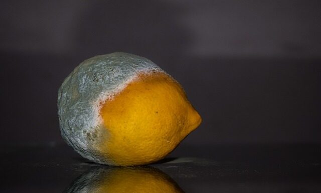 Czy można jeść lekko Spleśniały chleb?