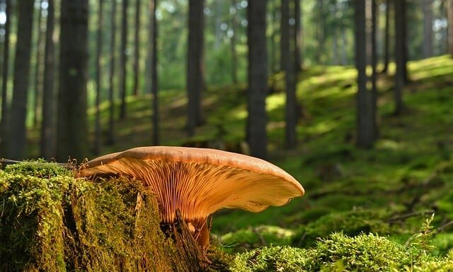 Czy grzyb i pleśń to to samo?