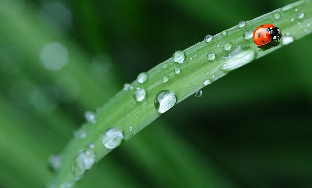 Ile kosztuje pościel z kory?