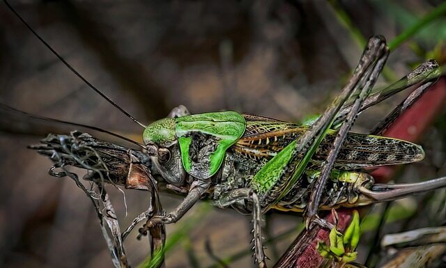 Czy ukąszenie komara jest zdrowe?