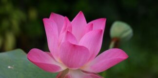 Jak się mówi po angielsku torebka?