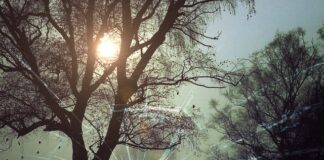 Jakim autem jeżdżą Kryminalni?