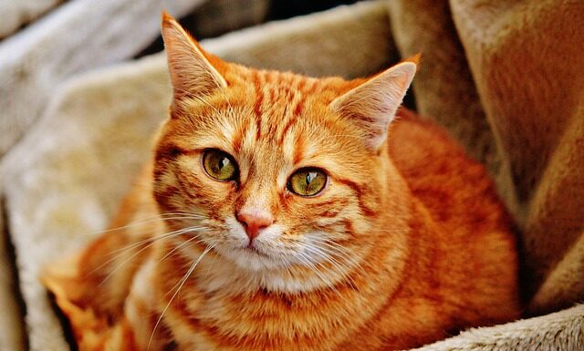 Kiedy przytulanka dla dziecka?