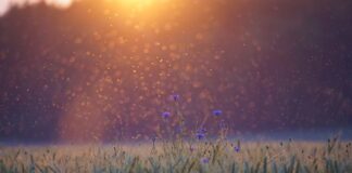 Co na komary dla dzieci w domu?