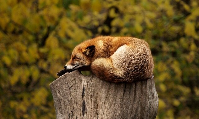 Czy spanie z pluszakiem?